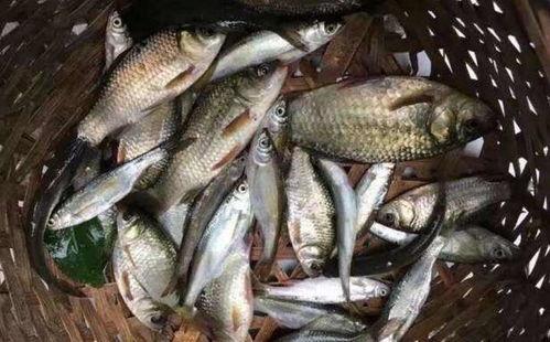 烂瓜可以喂鱼吃吗视频讲解,揭秘鱼儿美食的环保新选择 第3张 烂瓜可以喂鱼吃吗视频讲解,揭秘鱼儿美食的环保新选择 第3张