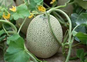 迪哥吃哈密瓜的视频,迪哥畅享哈密瓜美味时光  第2张