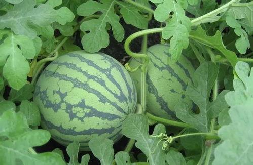 武汉十七中吃瓜视频,校园生活趣味瞬间大揭秘  第2张