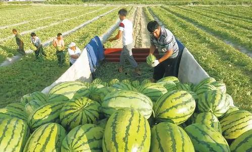 武汉十七中吃瓜视频,校园生活趣味瞬间大揭秘  第3张