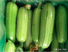 宝宝吃西葫芦瓜视频教程,西葫芦瓜视频教程，轻松学做美味佳肴