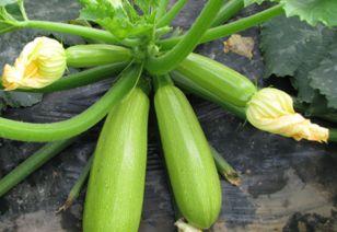 宝宝吃西葫芦瓜视频教程,西葫芦瓜视频教程，轻松学做美味佳肴  第2张