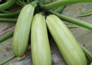 宝宝吃西葫芦瓜视频教程,西葫芦瓜视频教程，轻松学做美味佳肴  第3张