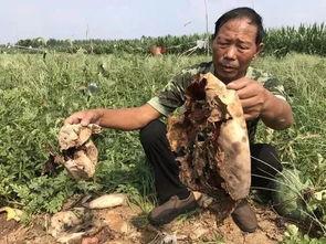 沭阳吃瓜最新事件视频,视频揭秘惊人真相  第2张