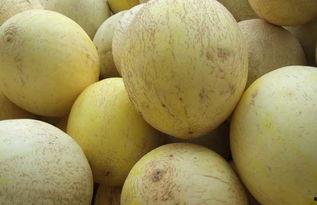 一岁可以吃白兰瓜吗视频,白兰瓜的适宜引入时间揭秘  第2张