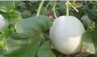 一岁可以吃白兰瓜吗视频,白兰瓜的适宜引入时间揭秘  第3张