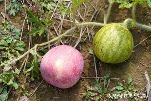 农村吃洋瓜视频播放,视频播放背后的田园生活画卷  第2张