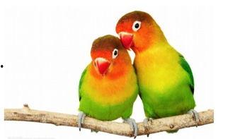 幸福鸟吃瓜视频大全下载,趣味横生的欢乐时光回顾