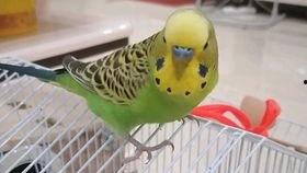 幸福鸟吃瓜视频大全下载,趣味横生的欢乐时光回顾  第3张