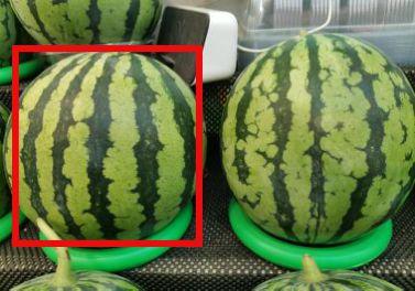 室内吃瓜怎么拍视频教程  第2张