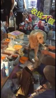 娱乐吃瓜酱摆摊视频,揭秘网红美食背后的故事