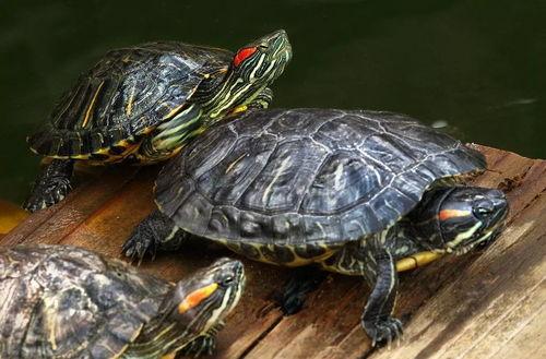 带你吃瓜乌龟被冻住视频,带你见证乌龟被冻住吃瓜瞬间  第3张