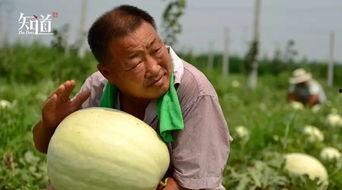 威县吃瓜事件视频  第3张