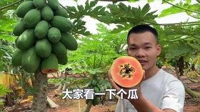 徐闻吃瓜视频最新,揭秘当地特色美食背后的故事  第2张