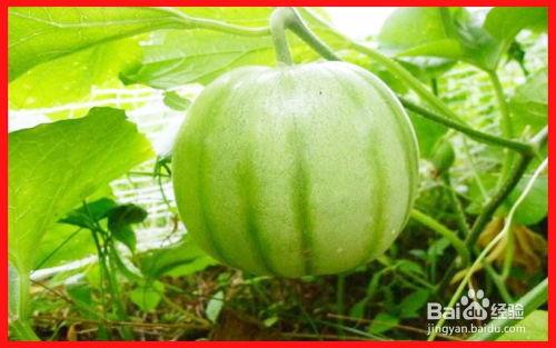 长生瓜怎么吃最好吃视频,视频教你如何吃出最佳口感  第3张