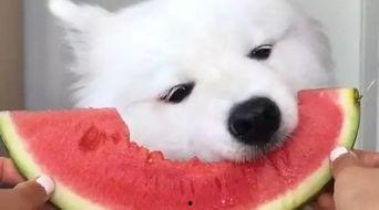 小羊白衬衫视频吃瓜