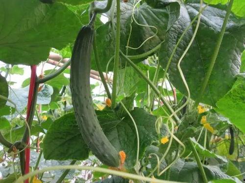 颠公颠婆吃瓜视频大全,盘点热门搞笑视频大全  第3张