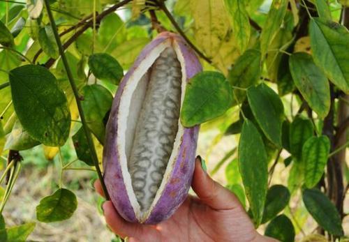 八月瓜能存放几天吃吗视频,揭秘存放时间与食用指南  第2张