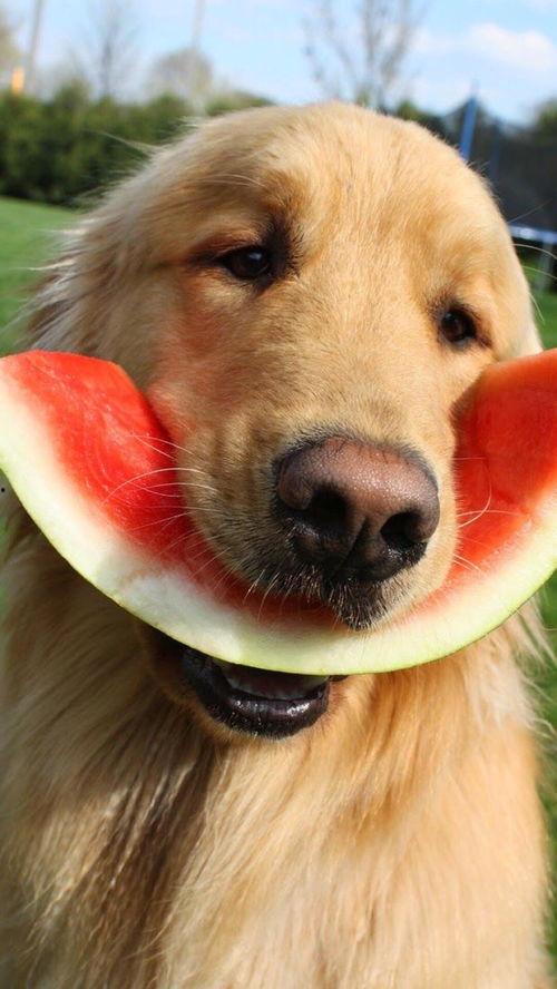 网红吃瓜狗子视频大全  第2张