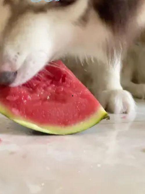 网红吃瓜狗子视频大全  第3张