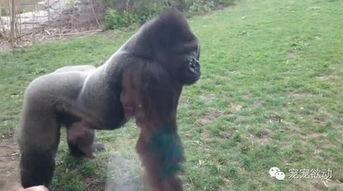 中国女孩猩猩吃瓜视频,揭秘网络红人现象背后的故事