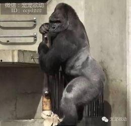 中国女孩猩猩吃瓜视频,揭秘网络红人现象背后的故事  第2张