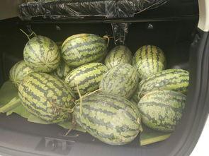 云南搬料吃瓜视频大全,趣味视频大盘点  第3张