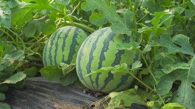 黑瓜吃料视频51吃瓜,揭秘娱乐圈幕后真相  第2张