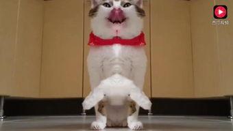 网红猫吃贝贝瓜视频,贝贝瓜成新宠！  第3张