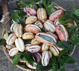 海皇吃八月瓜视频,揭秘神秘果实的独特魅力