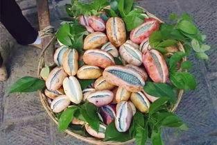 海皇吃八月瓜视频,揭秘神秘果实的独特魅力  第2张