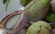 海皇吃八月瓜视频,揭秘神秘果实的独特魅力  第3张