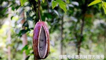 一岁宝宝吃八月瓜视频,萌态可掬萌翻网友