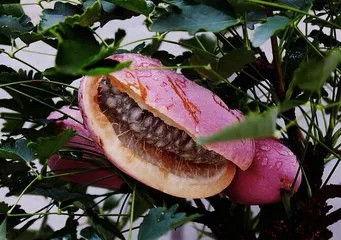 一岁宝宝吃八月瓜视频,萌态可掬萌翻网友  第2张