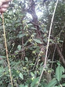 一岁宝宝吃八月瓜视频,萌态可掬萌翻网友  第3张