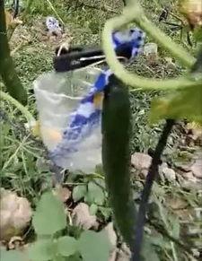 牟平路边吃瓜事件视频,一地瓜引发的热议与反思  第2张