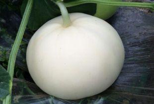 爸爸吃梨瓜视频,趣味横生的美食体验  第2张