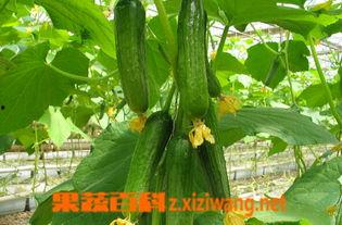 乳瓜怎么凉吃最好呢视频,乳瓜凉食新体验 第3张 乳瓜怎么凉吃最好呢视频,乳瓜凉食新体验 第3张