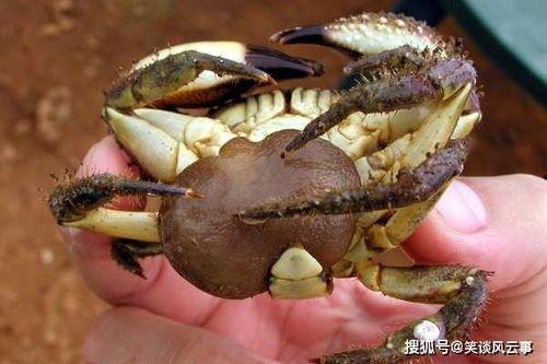 小螃蟹吃哈密瓜会死吗视频,揭秘生死之谜