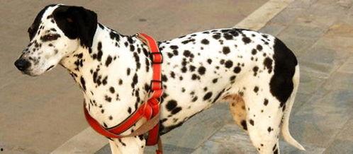 幼犬可以吃羊角瓜吗视频,幼犬羊角瓜食用安全探讨