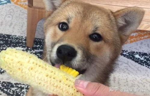 幼犬可以吃羊角瓜吗视频,幼犬羊角瓜食用安全探讨  第2张