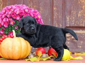 幼犬可以吃羊角瓜吗视频,幼犬羊角瓜食用安全探讨  第3张
