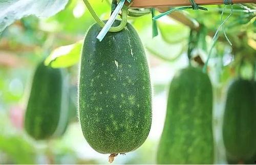 吃四瓜视频,一场味蕾与视觉的盛宴  第3张