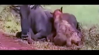 瓜哥吃货视频  第3张