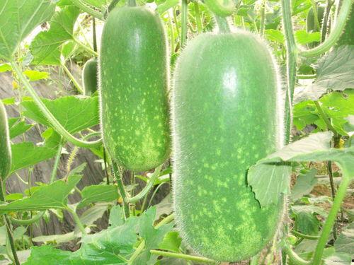 老刘吃瓜视频大全,揭秘娱乐圈幕后故事  第1张