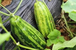 动感吃瓜视频是啥意思,网络热词背后的趣味与内涵 第3张 动感吃瓜视频是啥意思,网络热词背后的趣味与内涵 第3张