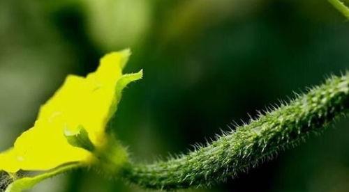 大瓜春天可以吃吗视频,安全美味两不误