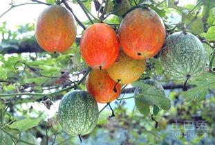 吊瓜怎么样吃最好呢视频,视频教你最佳食用技巧  第3张