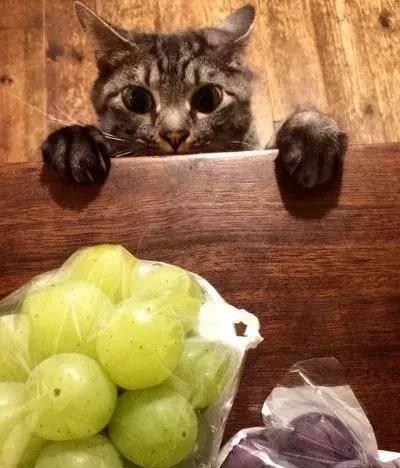 猫猫吃哈密瓜会死吗视频,哈密瓜成猫致命陷阱?揭秘猫猫食用哈密瓜的真相 第2张 猫猫吃哈密瓜会死吗视频,哈密瓜成猫致命陷阱?揭秘猫猫食用哈密瓜的真相 第2张