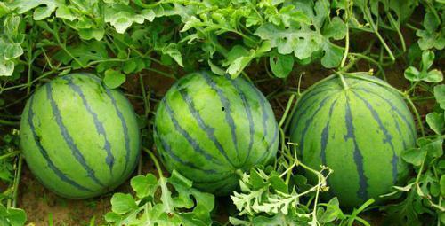 每日吃瓜会视频,揭秘娱乐圈幕后故事，带你领略明星真实生活  第3张